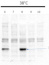 HSP23.5 |  Heat shock protein 23.5 (mitochondrial) 